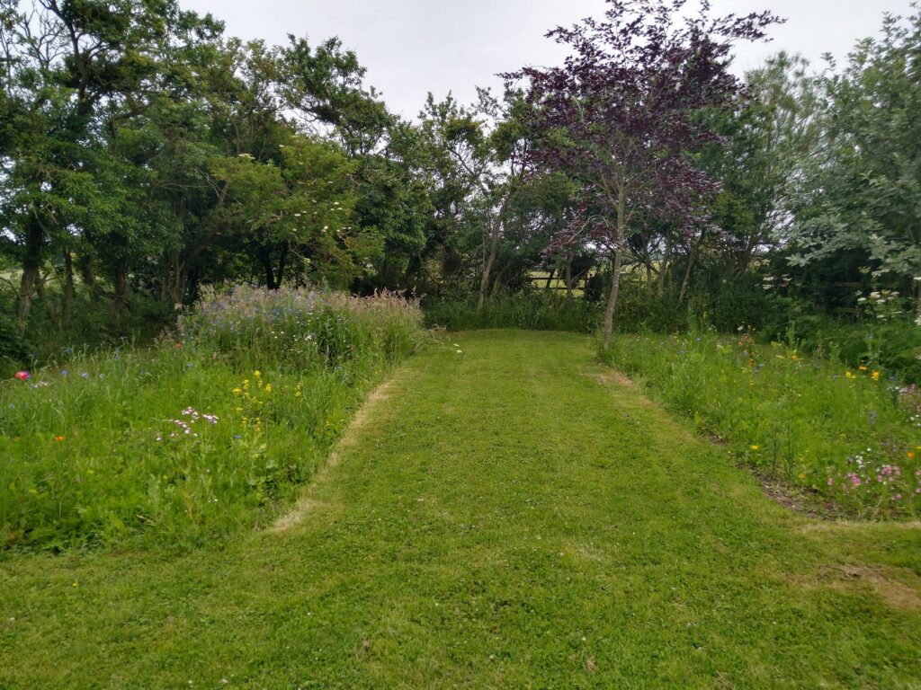Meadow