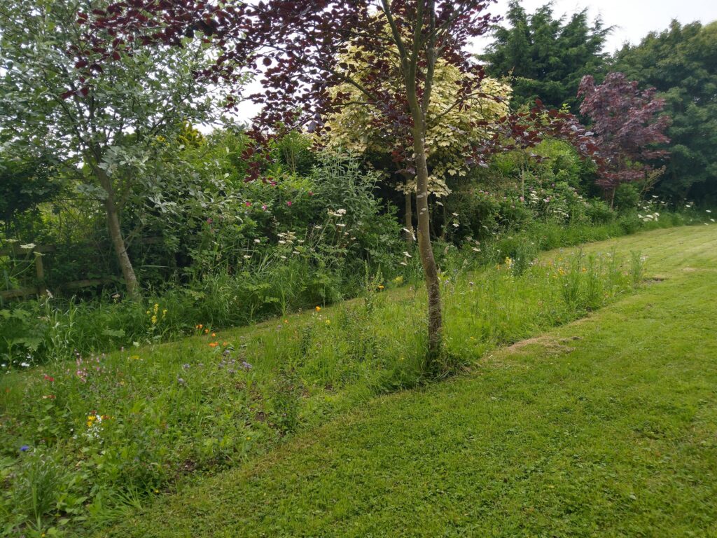 Meadow