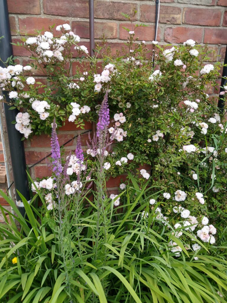 Rambling rose