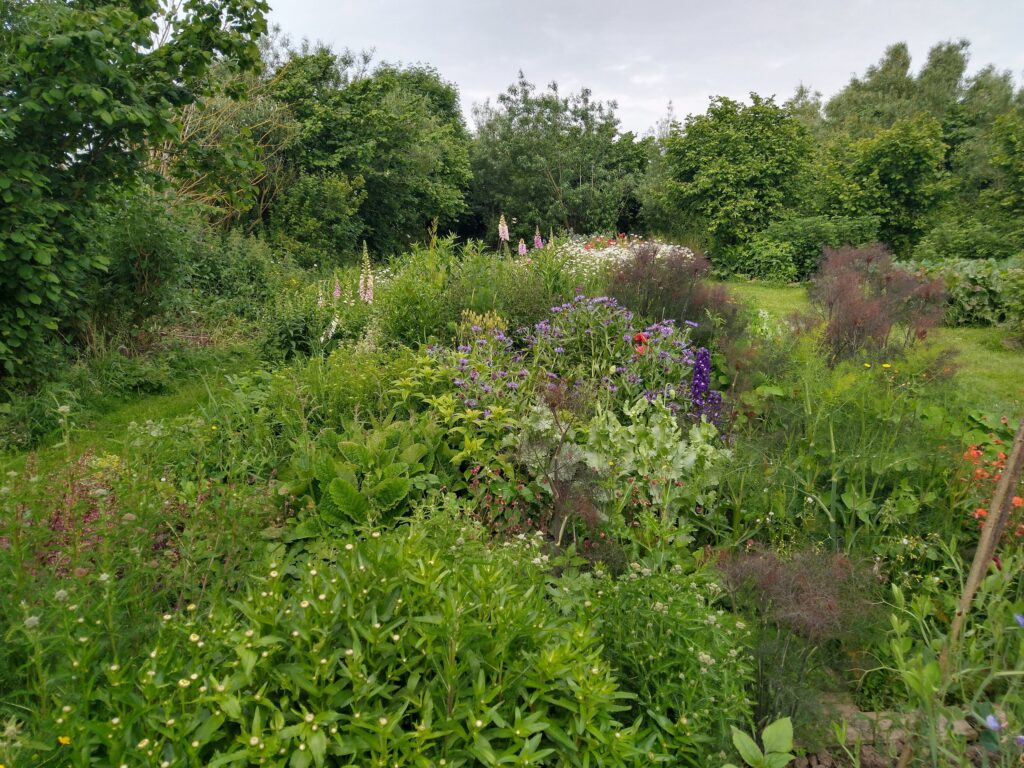 Veg garden flowers