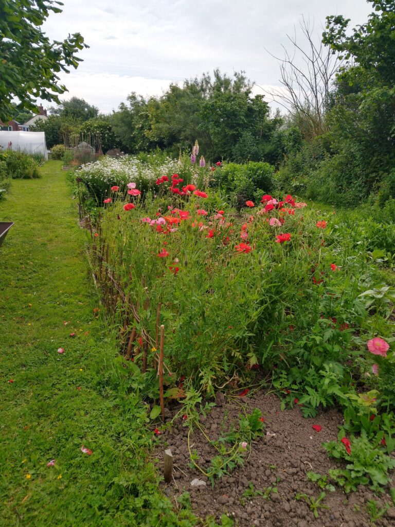 Poppies