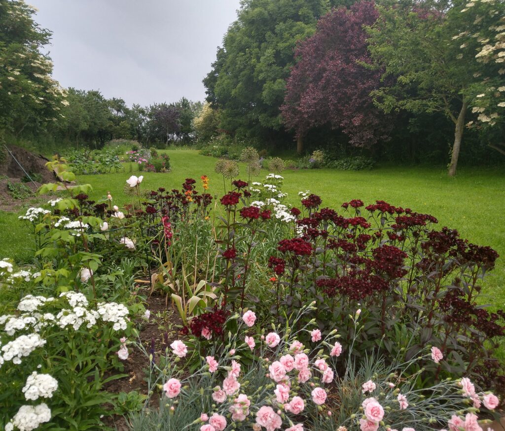back garden