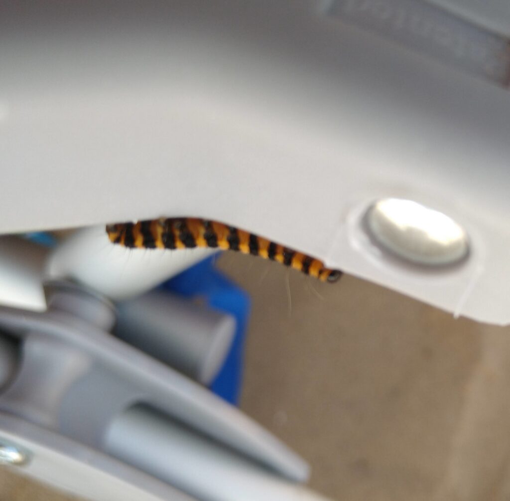 Ciinabar moth caterpillar