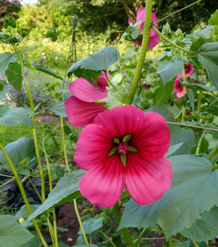 Dark Mallow