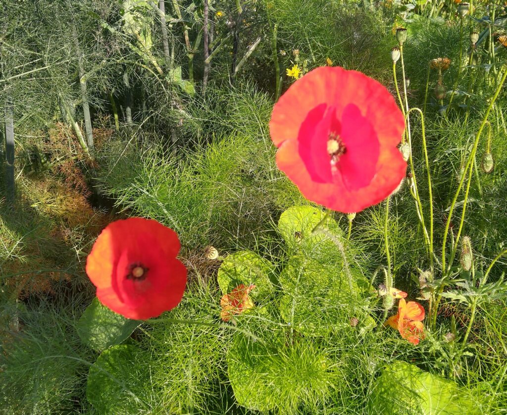 Poppies