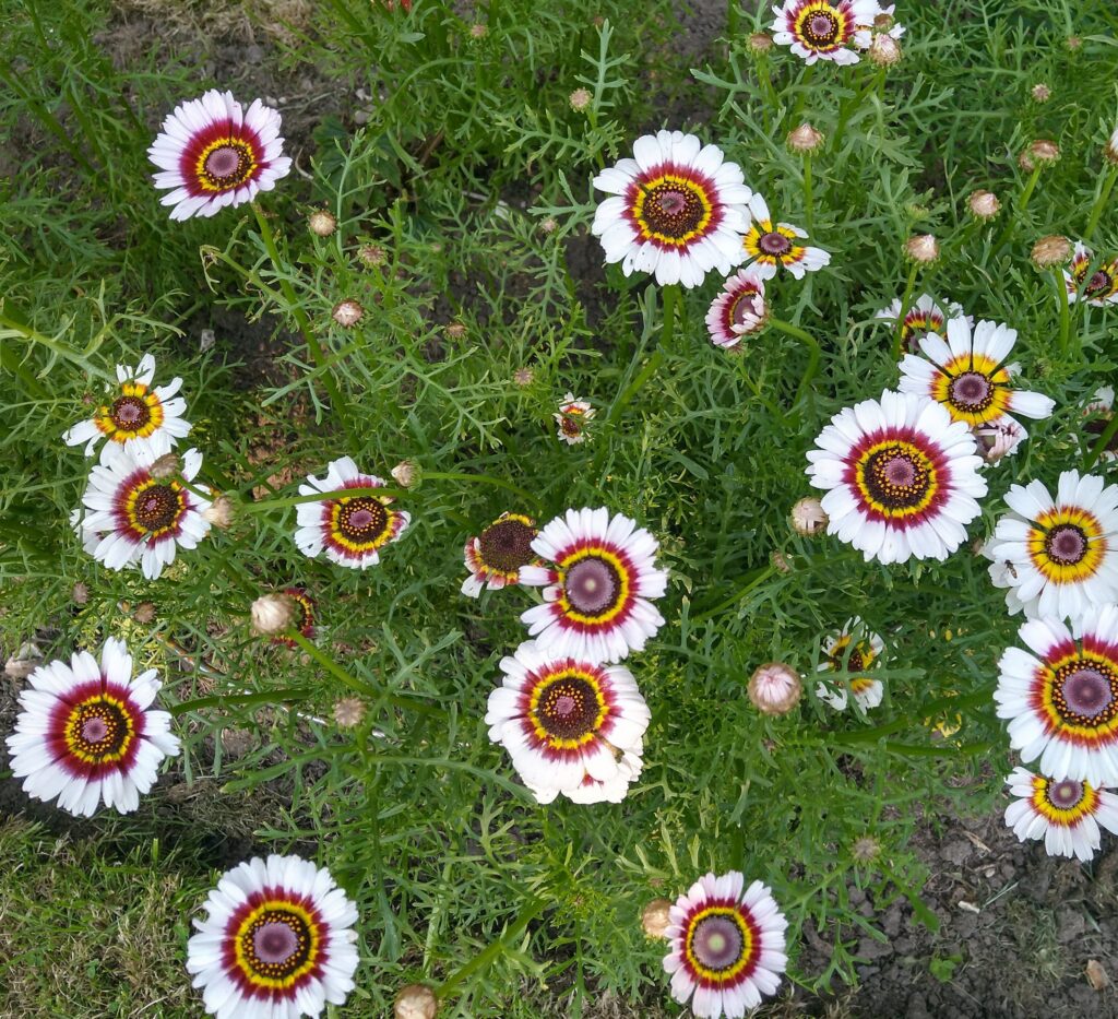 Annual Chrysanthemum