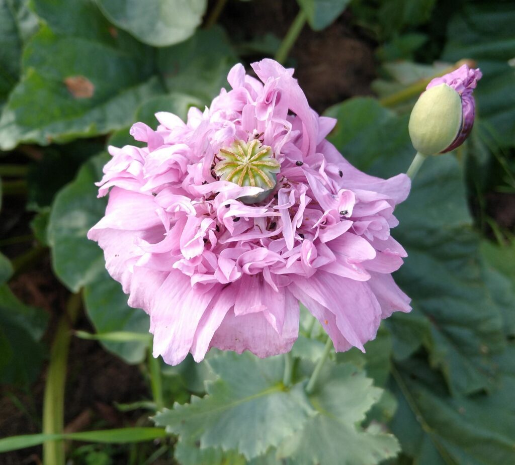 Papaver somniferum
