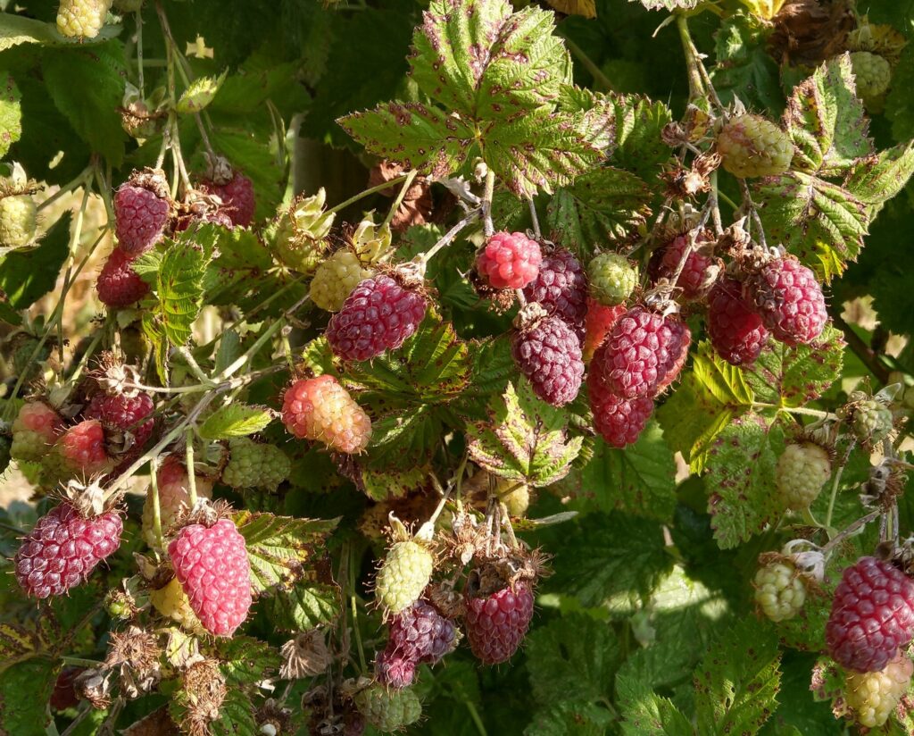 Hybrid berry