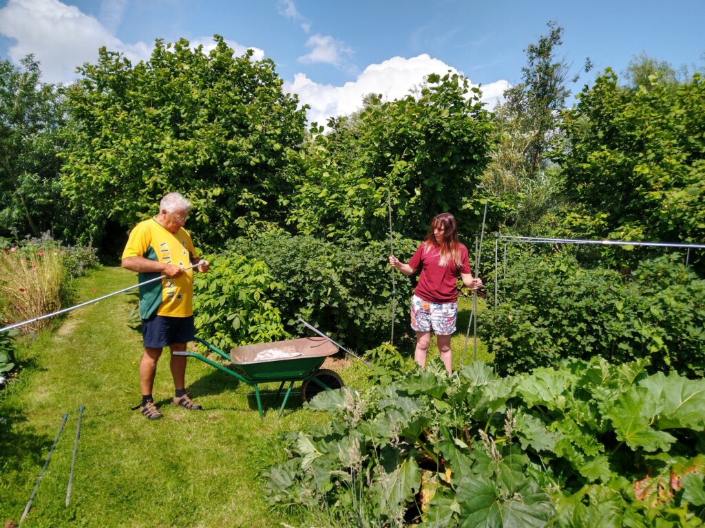 Redcurrant cage