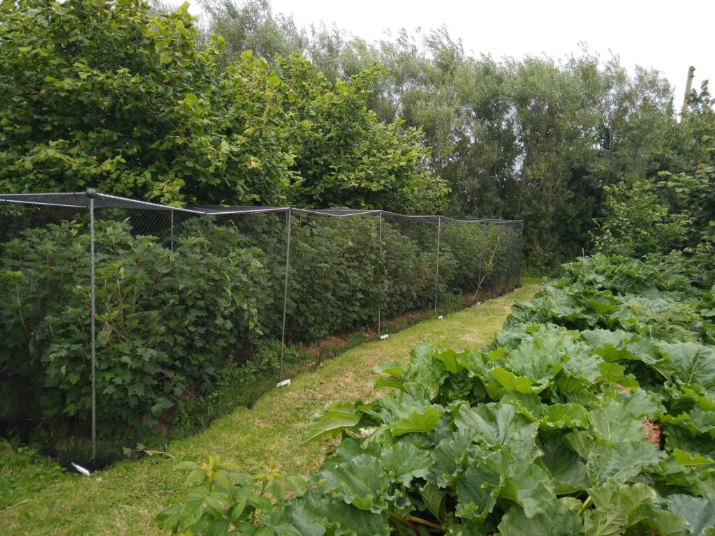 Redcurrant cage