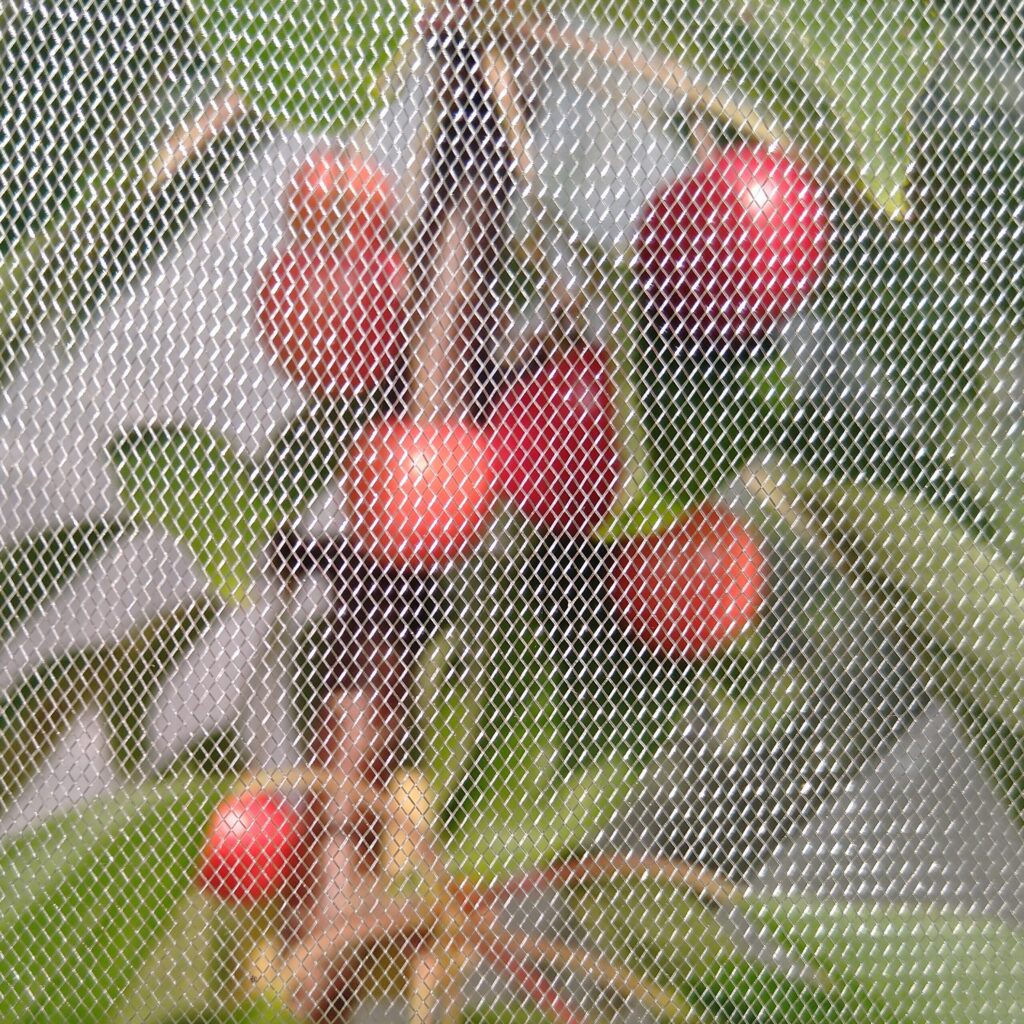 Cherries in net