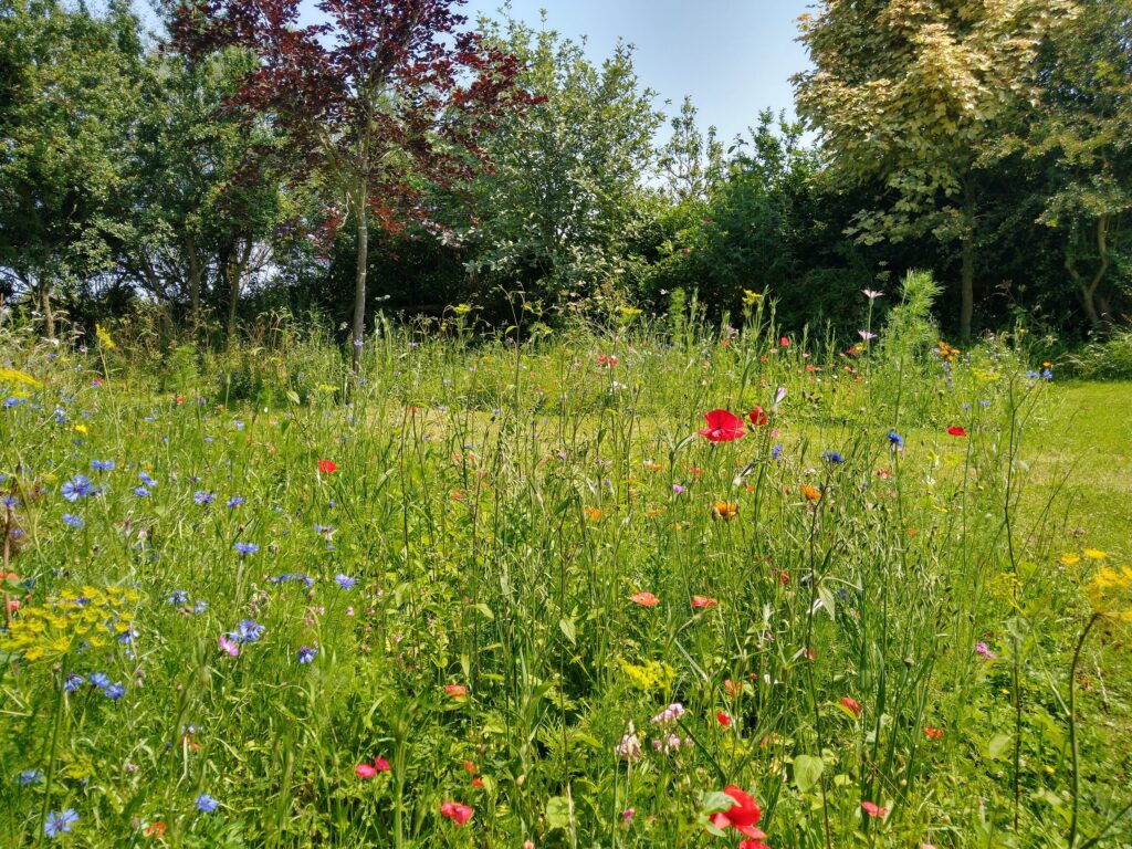 Meadow