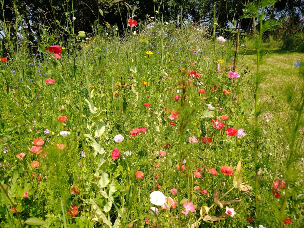Meadow