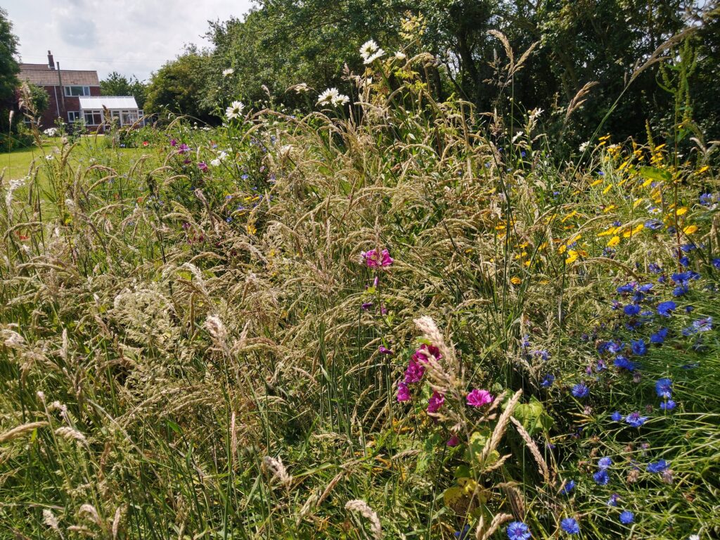 Meadow