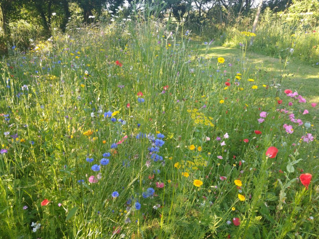 Meadow