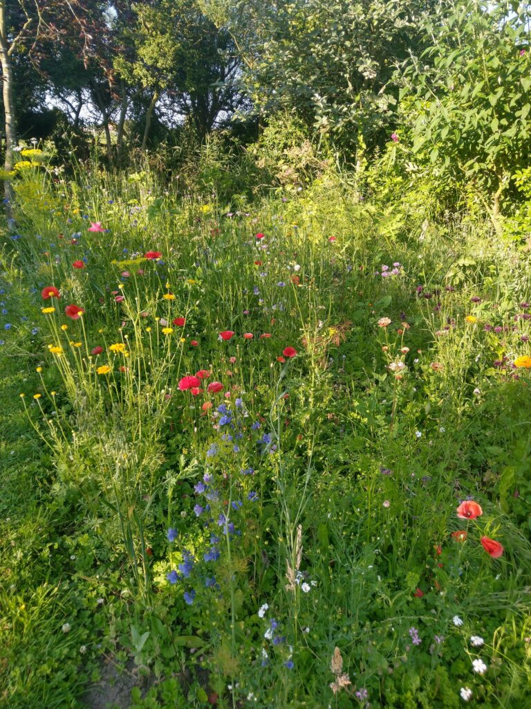 Meadow