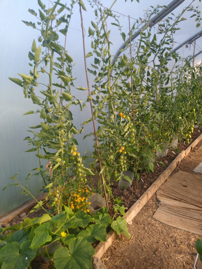 Indoor tomatoes