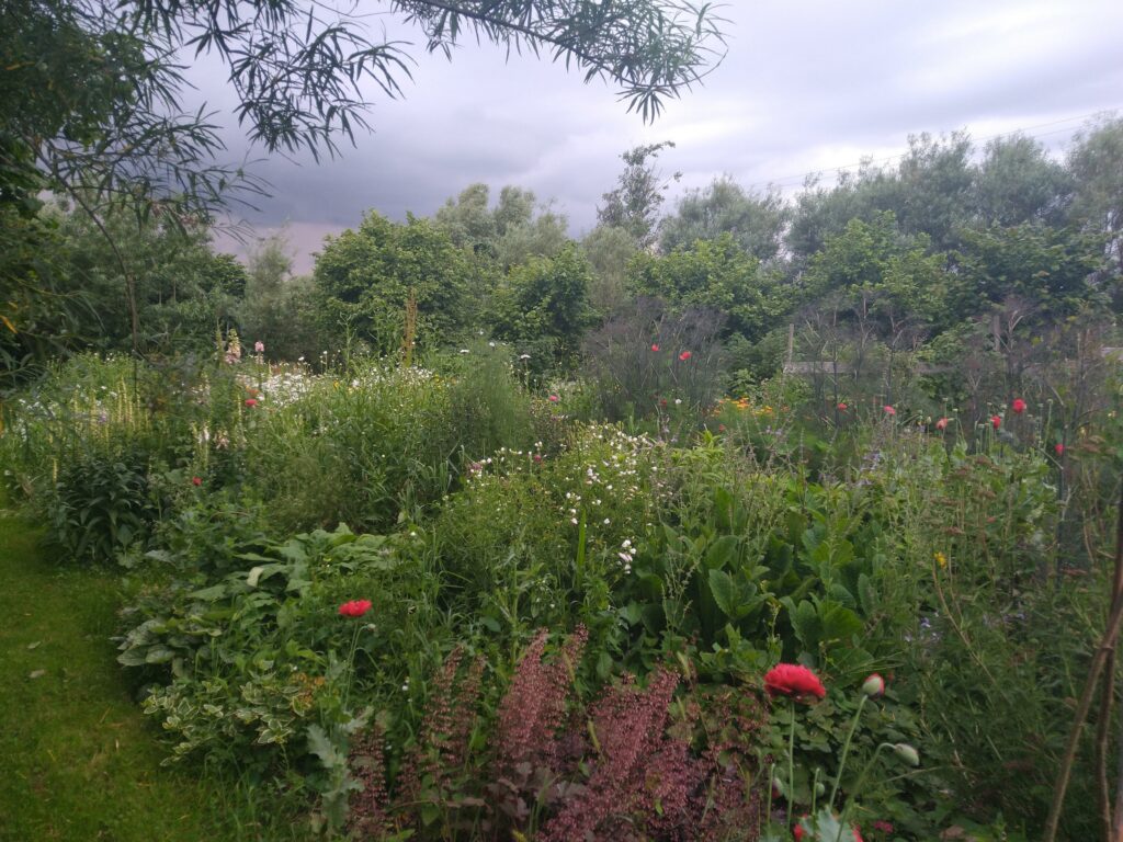 Veg garden flowers