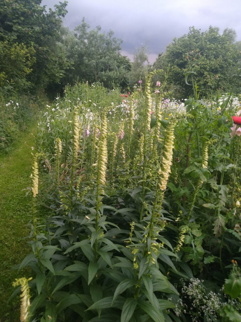 Digitalis Lutea