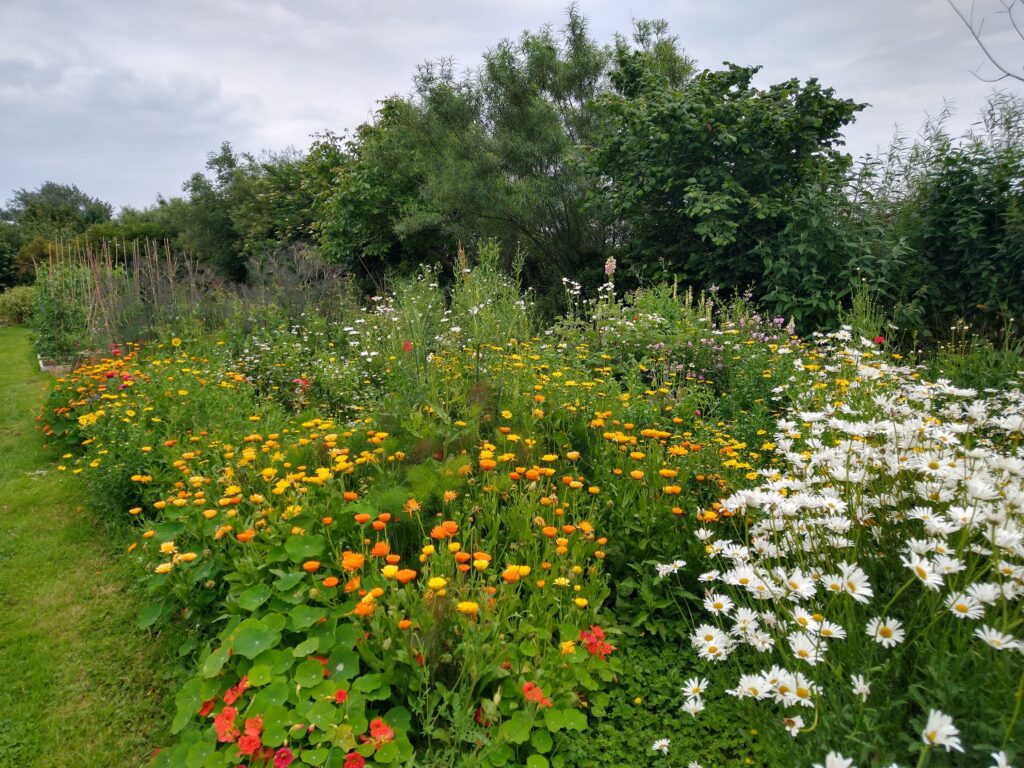 Marigolds