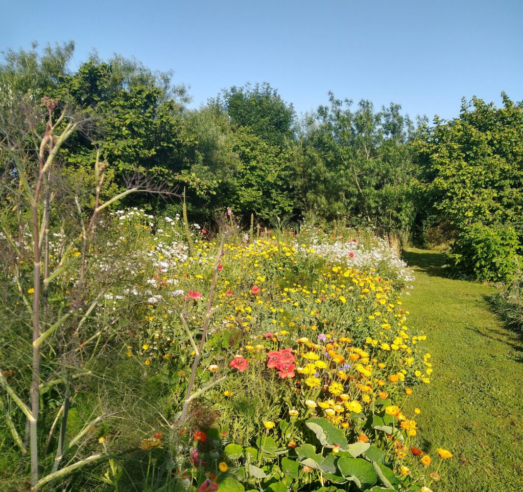 More marigolds