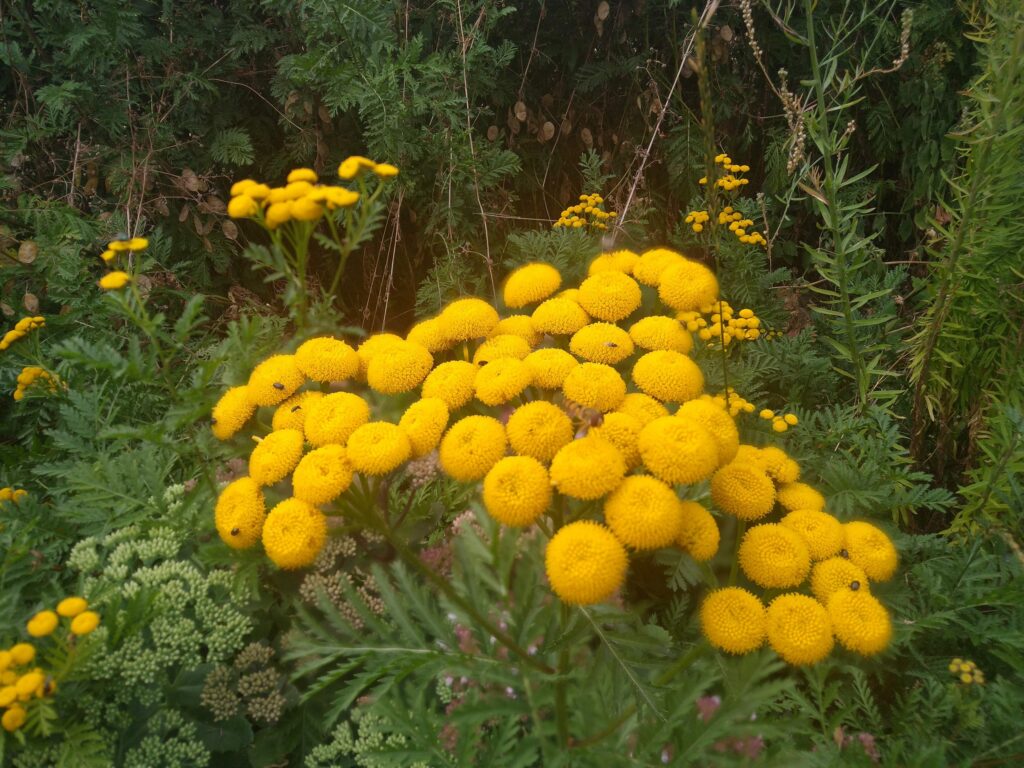 Tansy