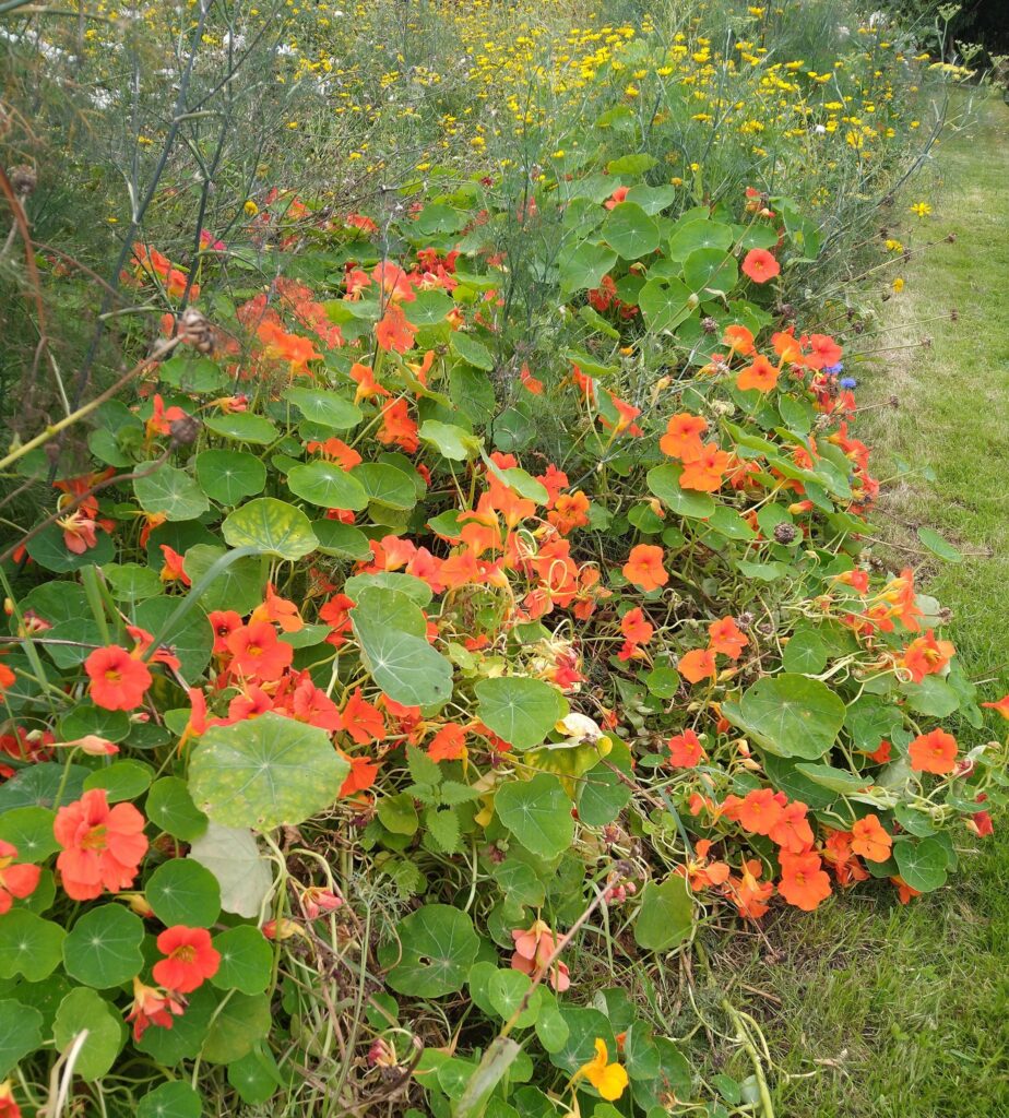 Nasturtium