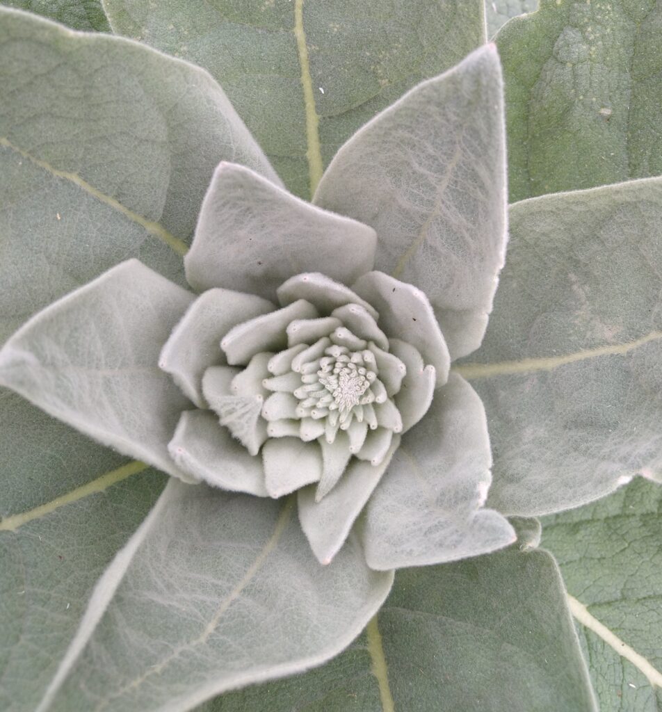 Verbascum