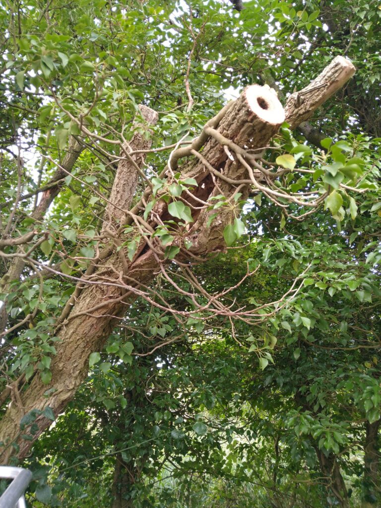 hollow in tree