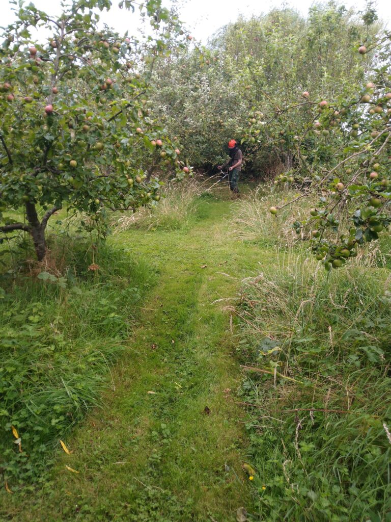 clearing the wild areas under apple trees