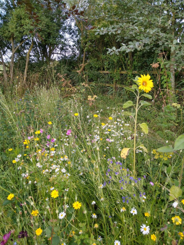 Meadow sunflower