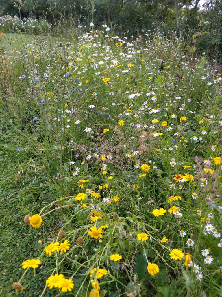 Meadow