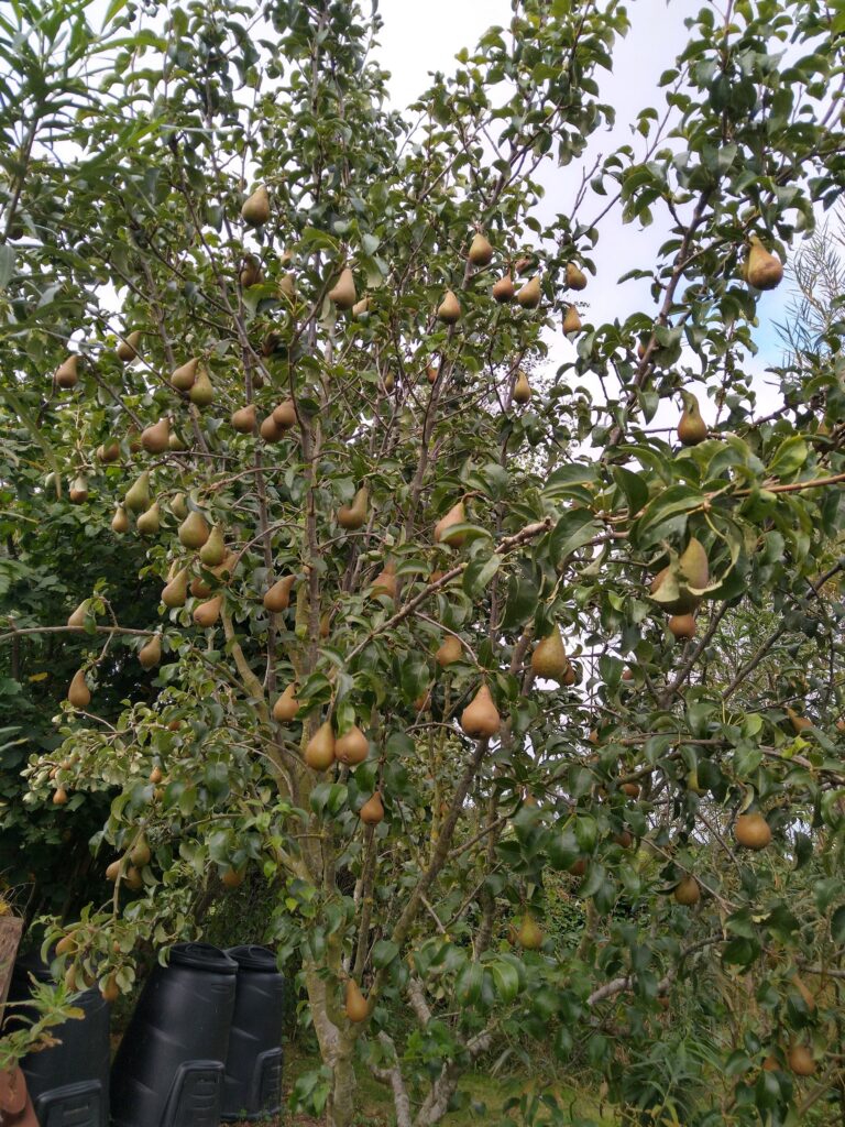 Pears
