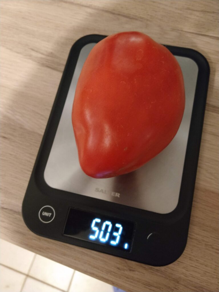 Big tomato