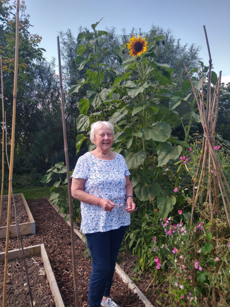 Dorothy sunflowers