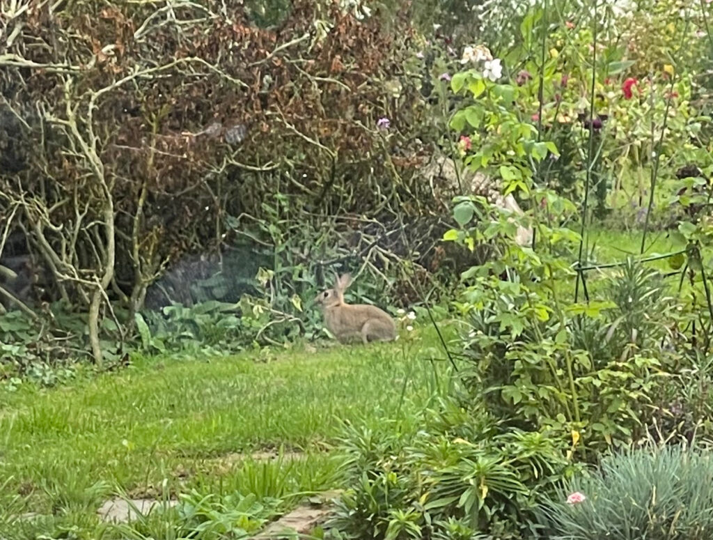 Bunny