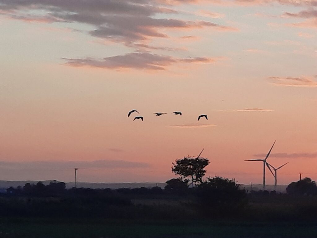 Flying home