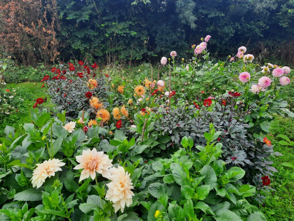 Dahlias