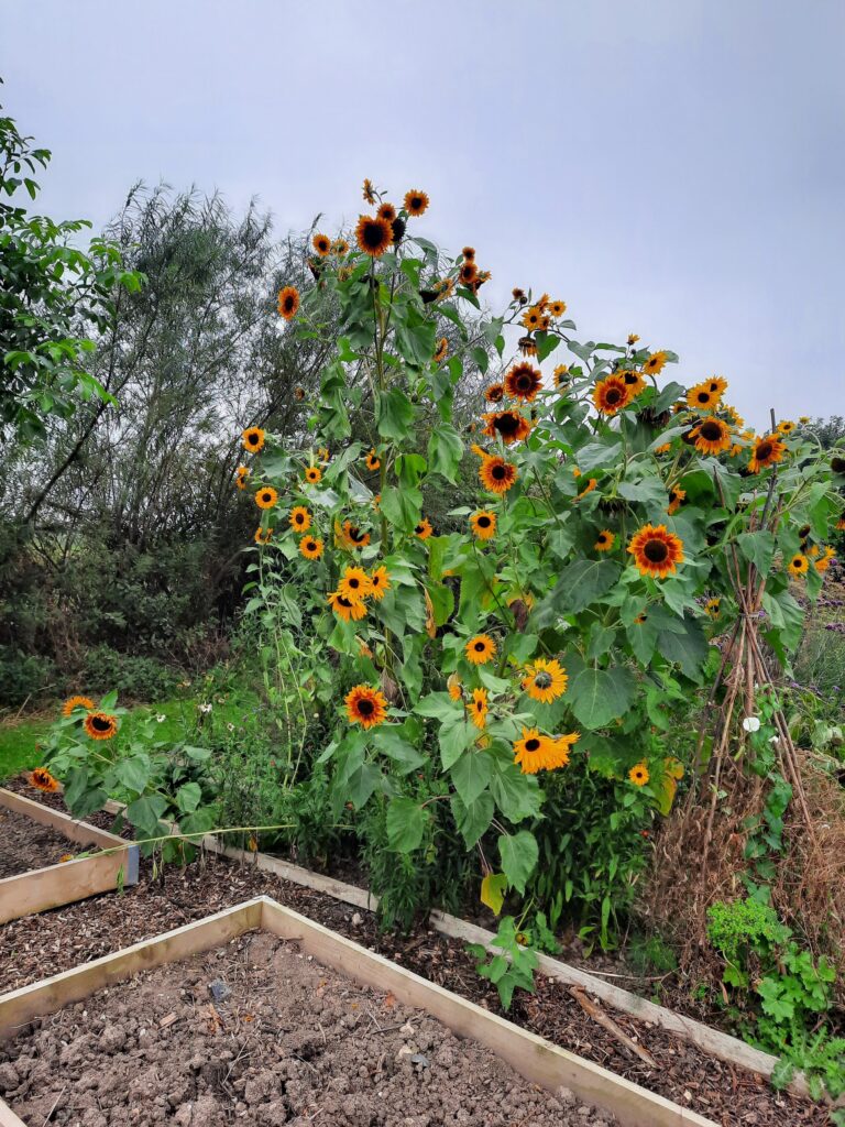 Sunflowers