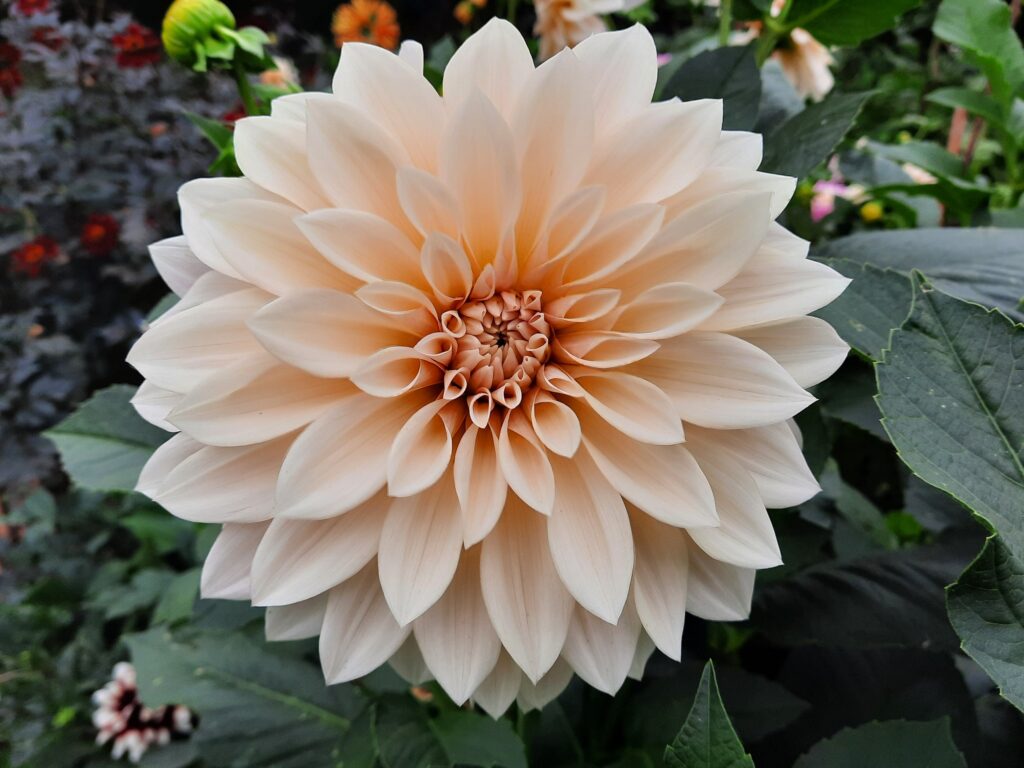 Cafe au Lait