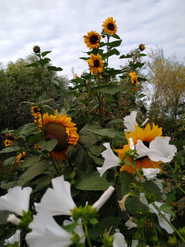 Mallow and Sunflower