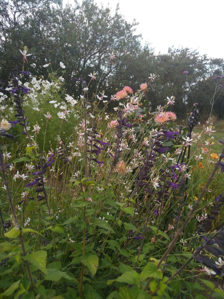 Gaura, Cosmos and Dahlias