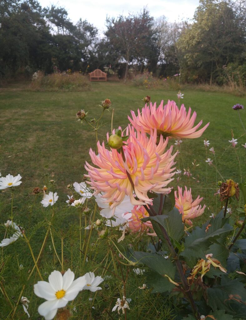 Dahlia Sangria