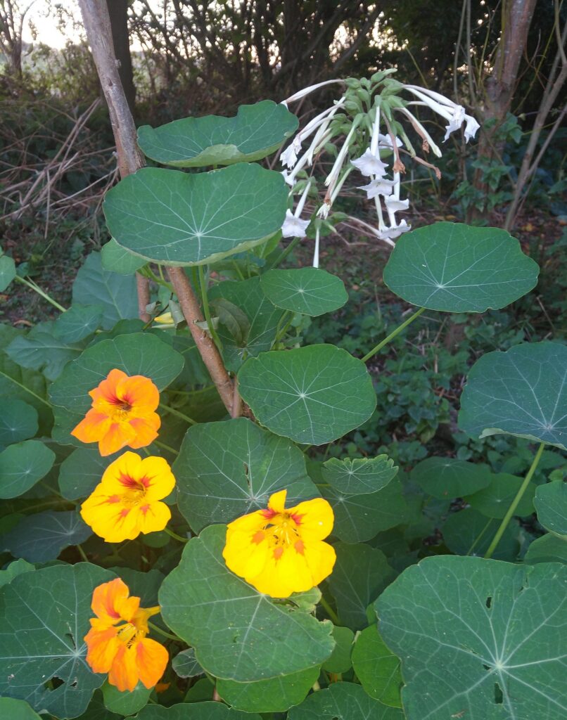 Nasturtium and Nicotiana Sylvestris
