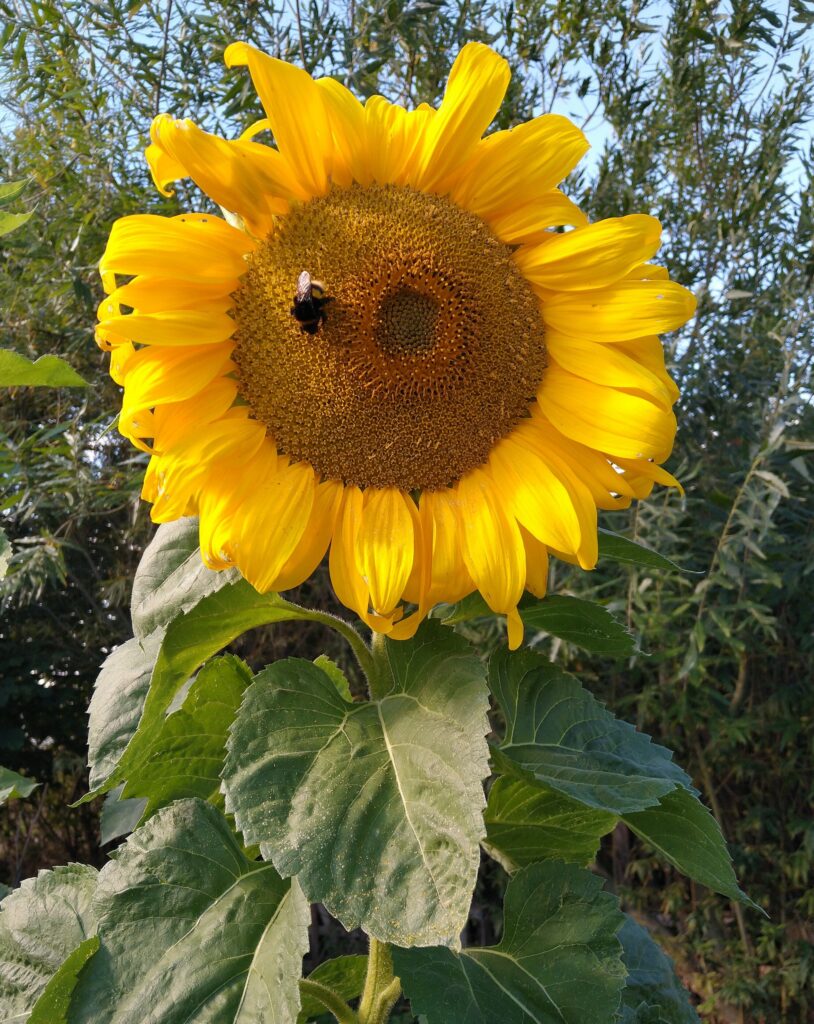 Giant sunflower