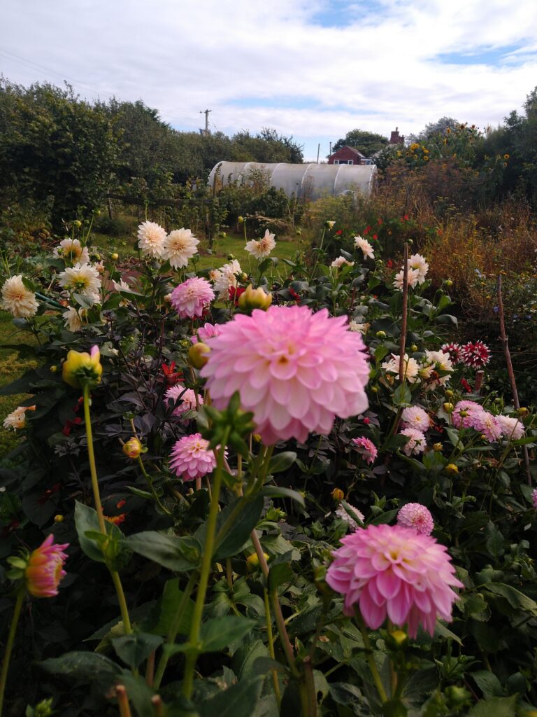 View across dahlias