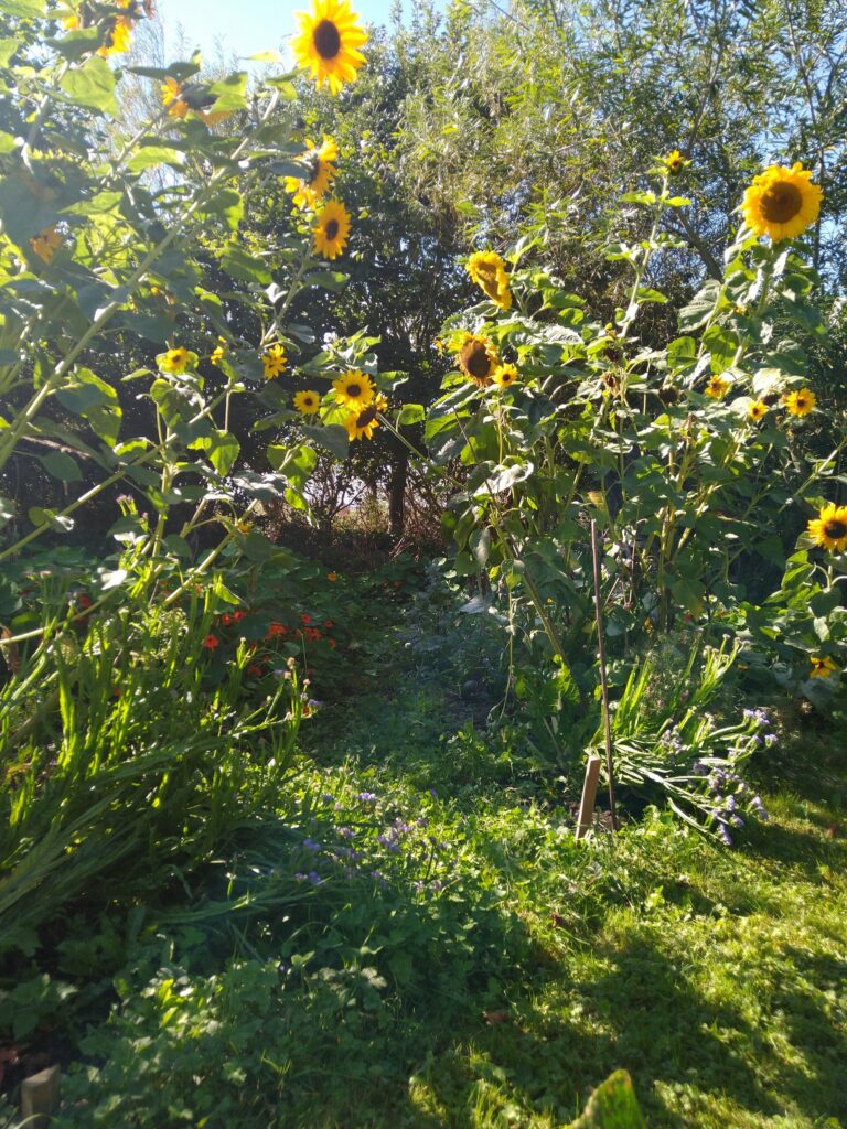 Sunflowers