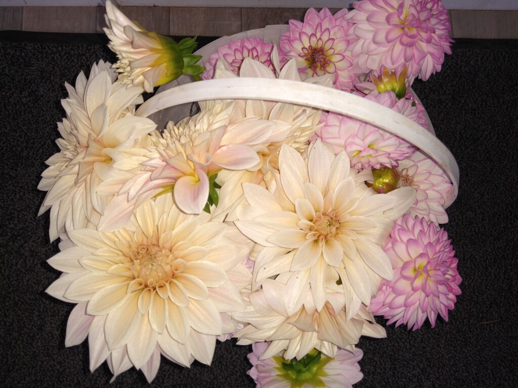 Cut Dahlias