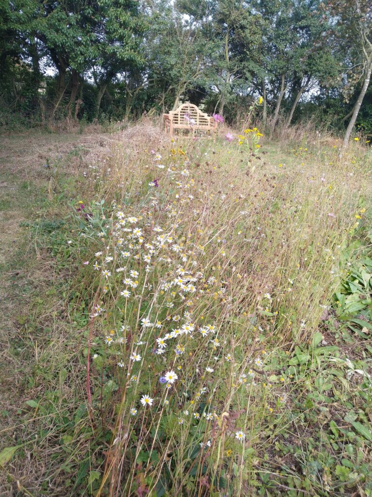 Meadow at end of season