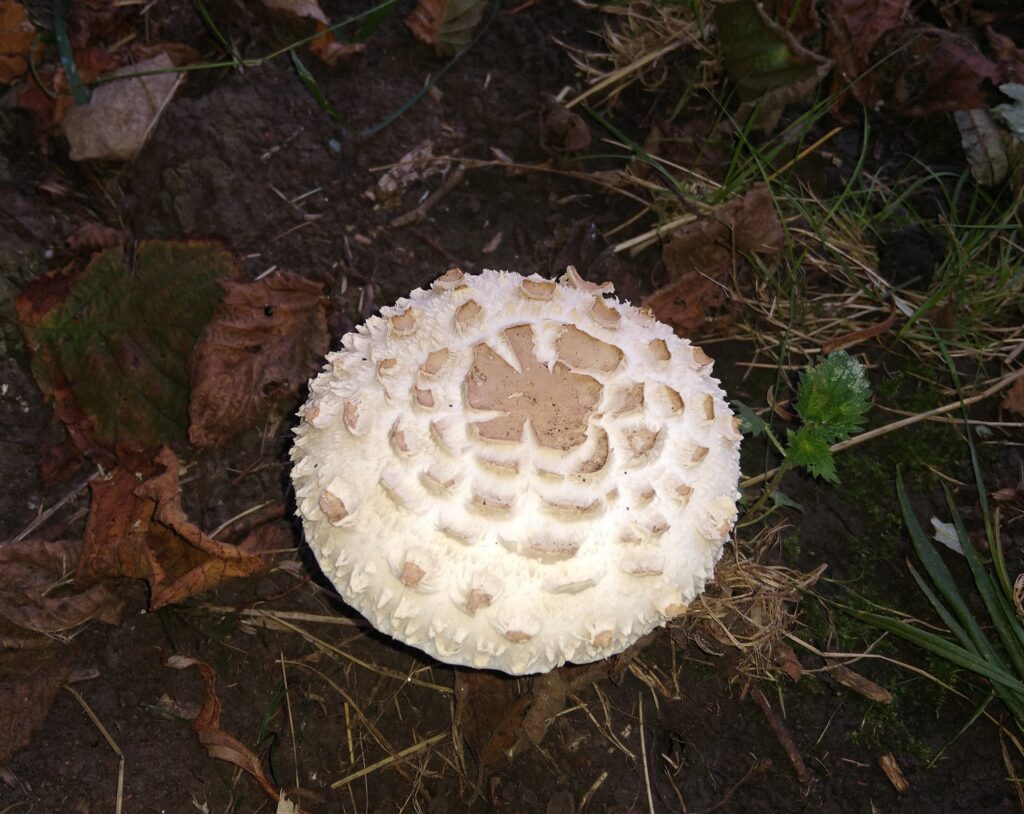 Pretty, unidentified fungus